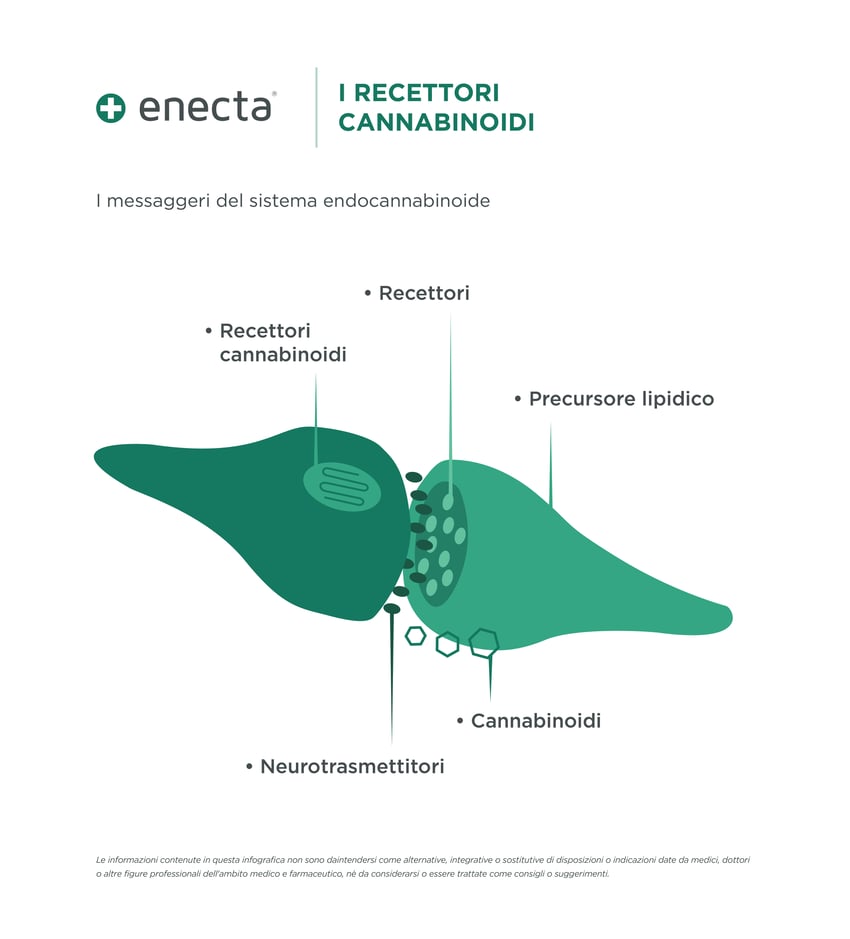 Infografica_recettori_canabbinoidi-01