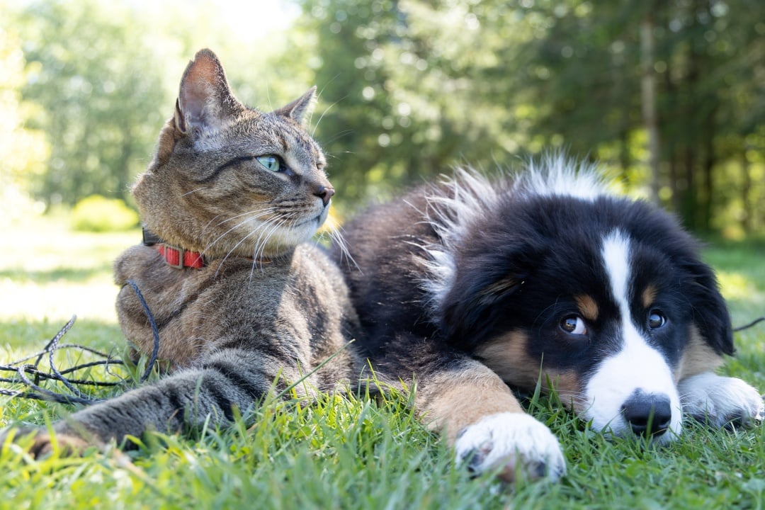 Gatto e Cane su prato verde