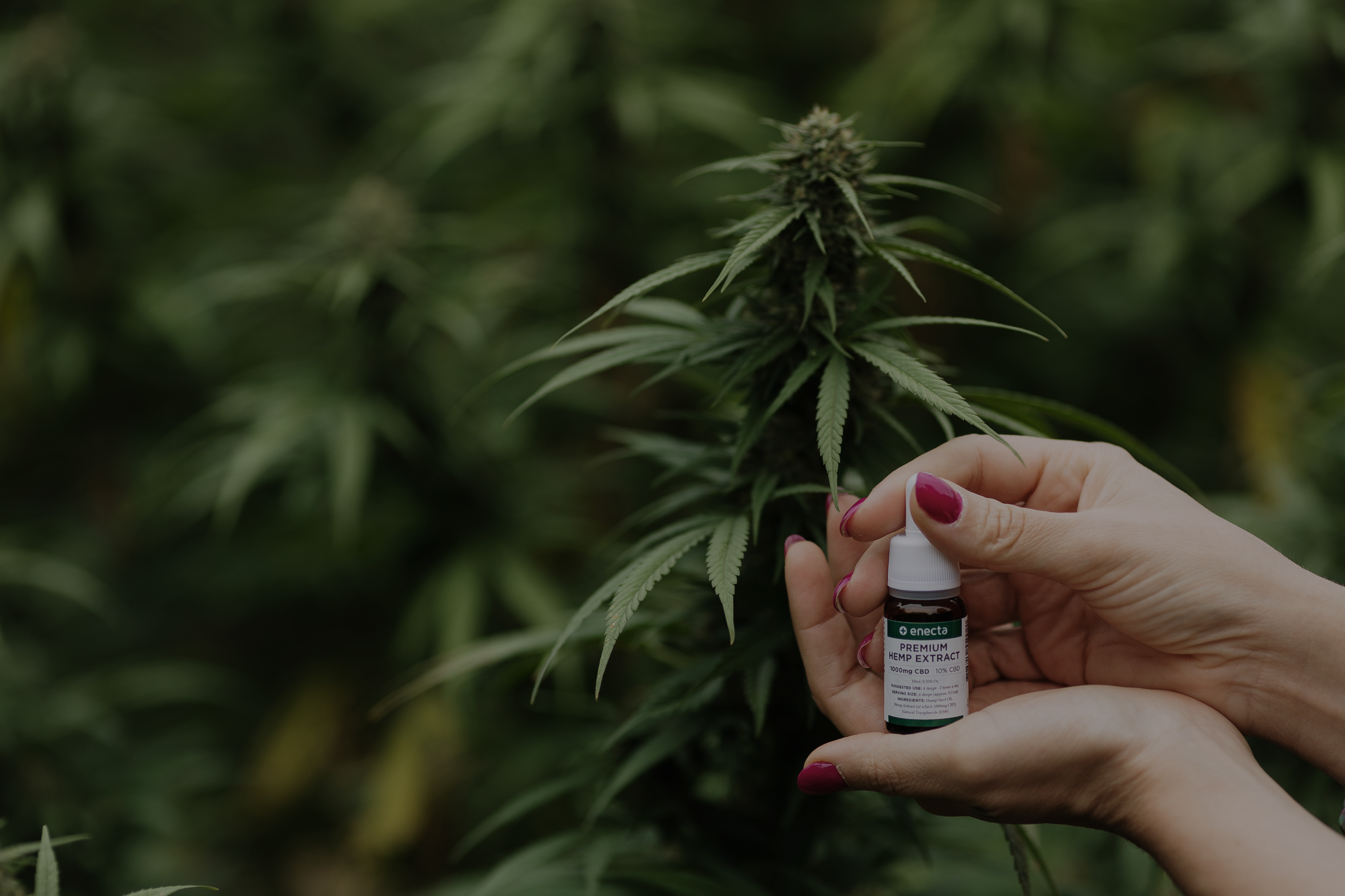 Olio di CBD su mani in campo di canapa
