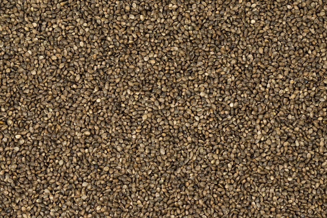 Semi di Canapa