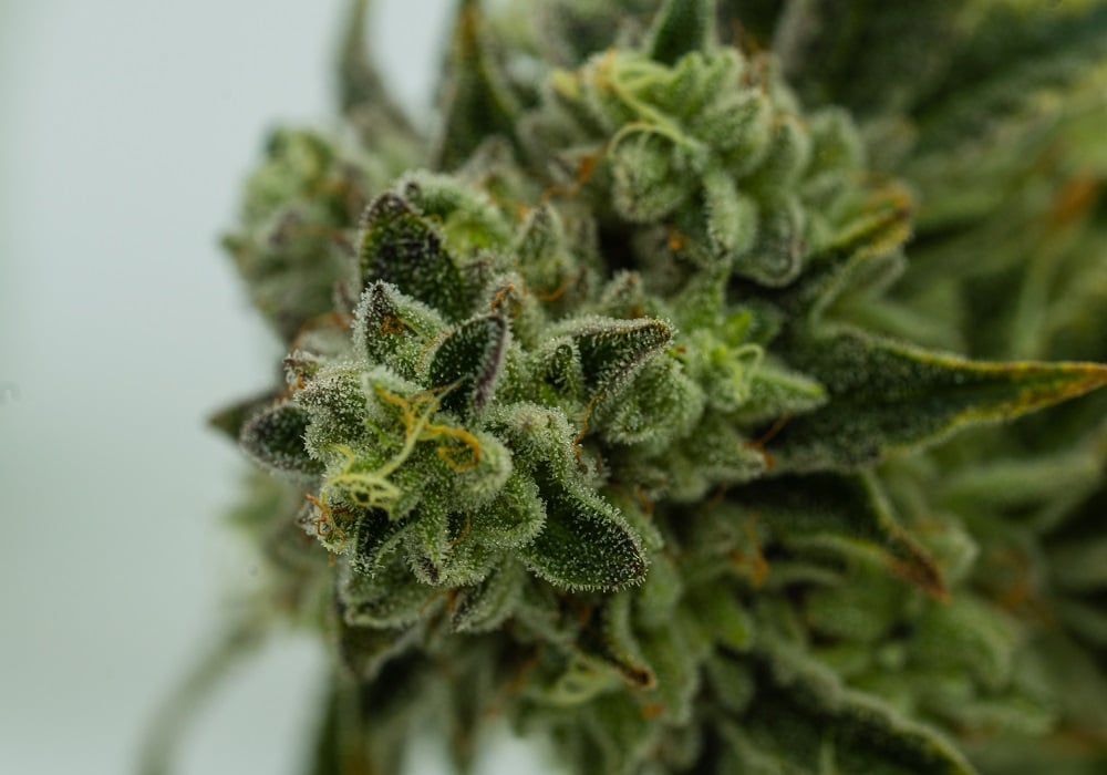 fiore-cannabis-sativa