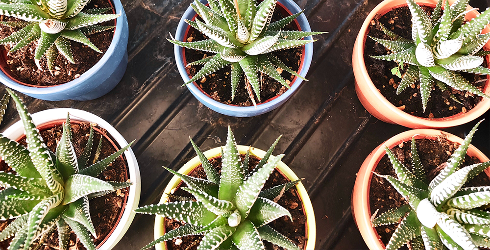 aloe
