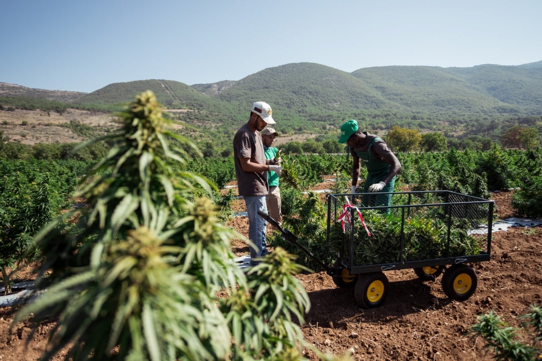 Lavoratori in campo di canapa