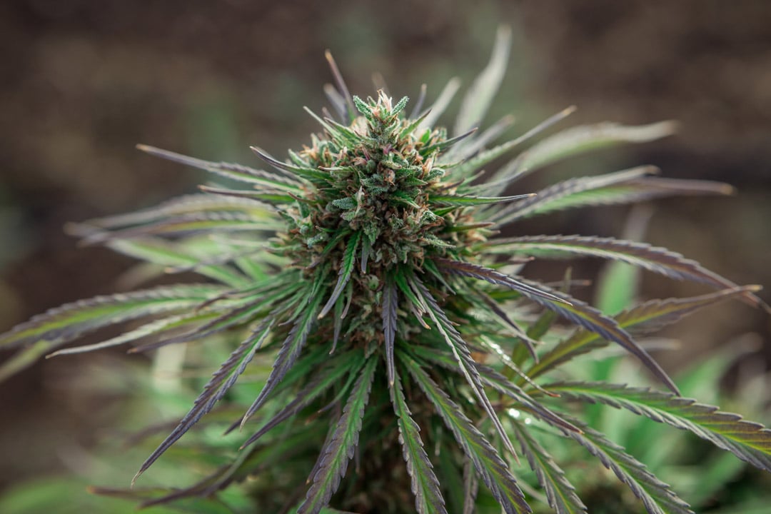 fitocannabinoidi-della-cannabis