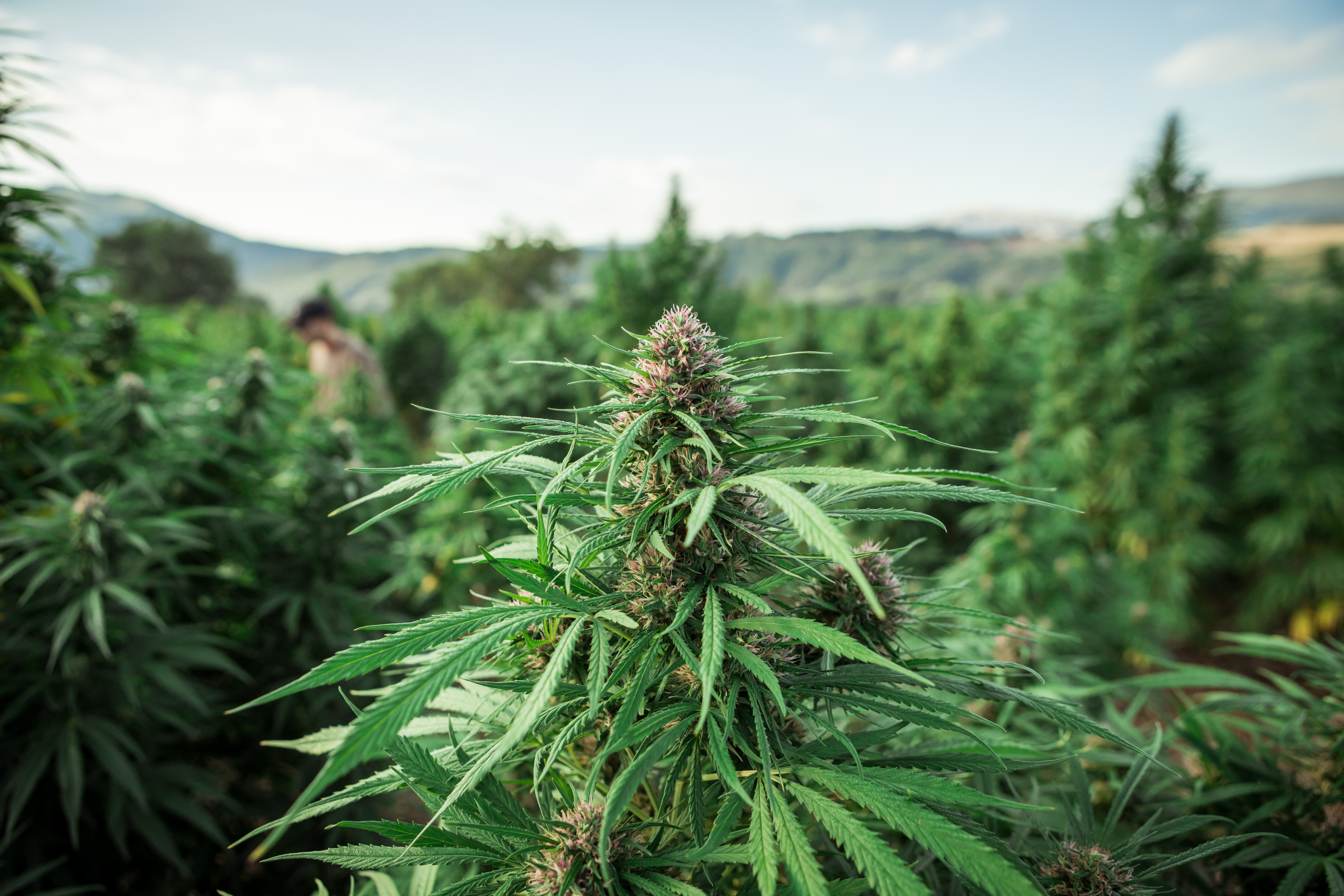 Primo piando di Fiore di Cannabis in campo