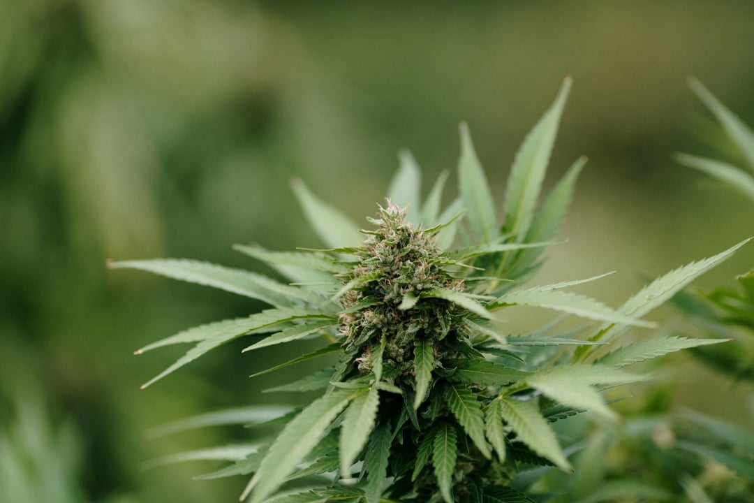Fiore di Cannabis Terapeutica