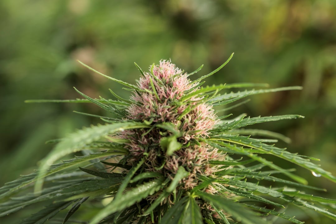 Fiore di Cannabis Sativa in campo
