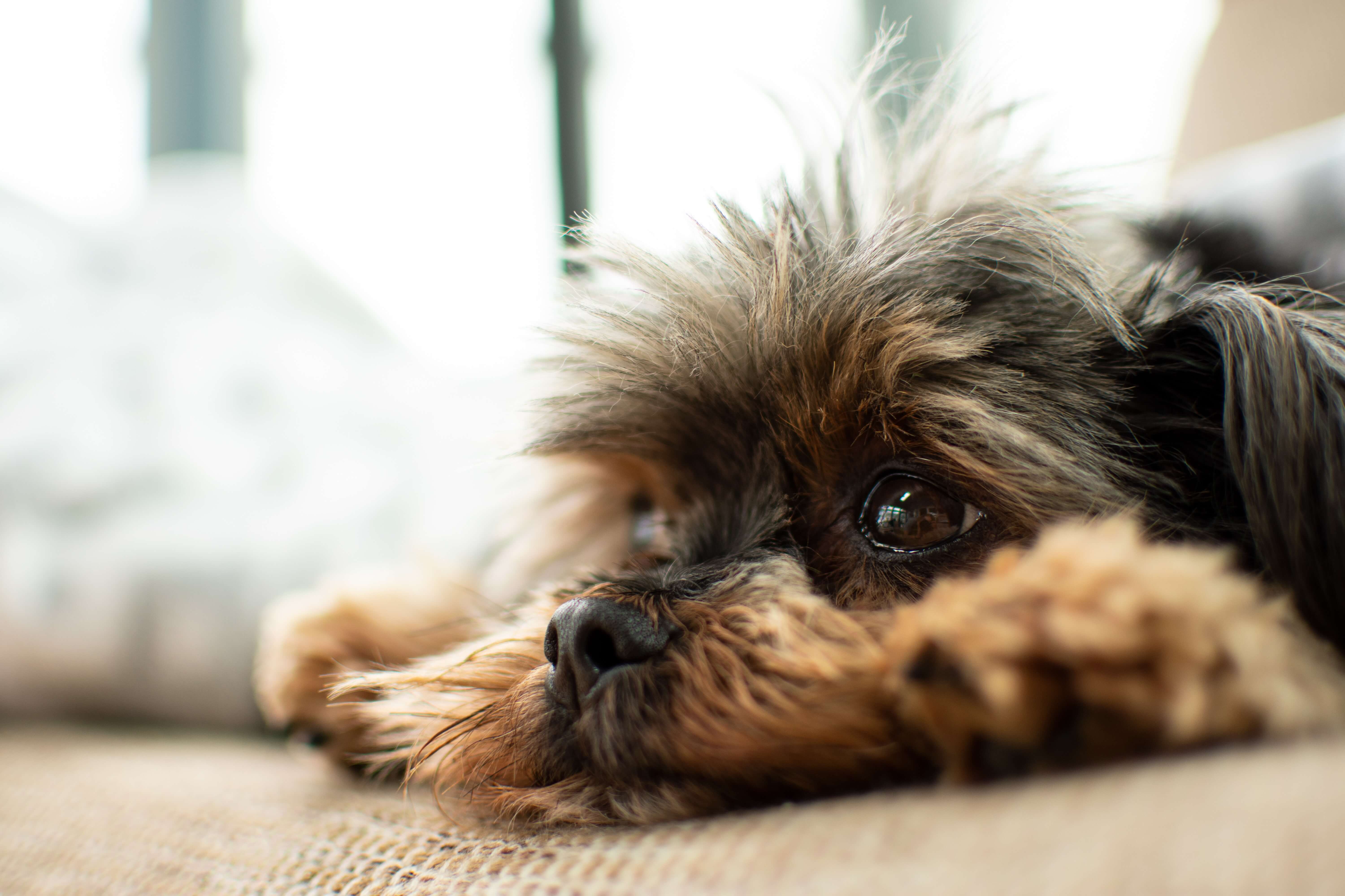CBD può essere utile per cani e gatti in caso di stati di depressione, ansia, dolore cronico ed epilessia