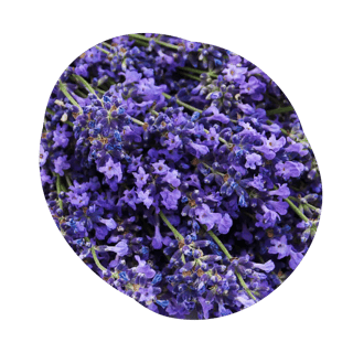 lavanda-1