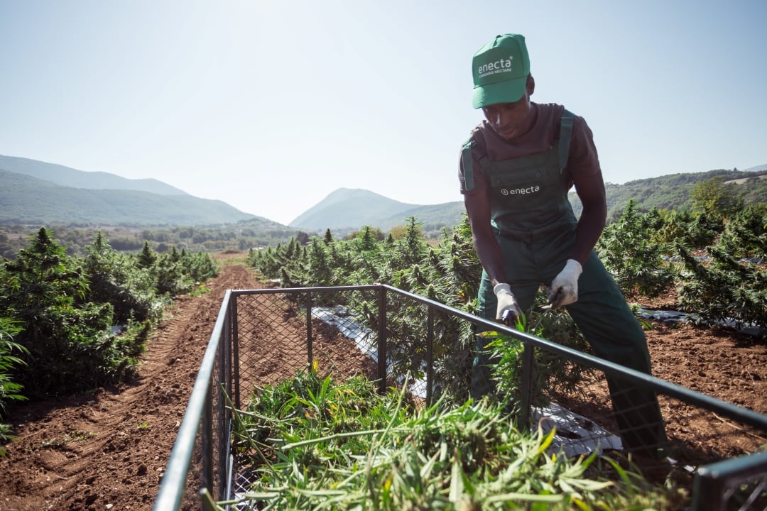 lavoratore in campo di canapa