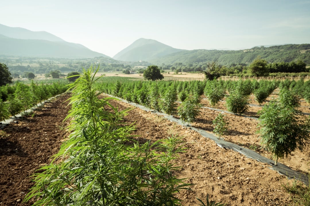 Campo di Cannabis Sativa