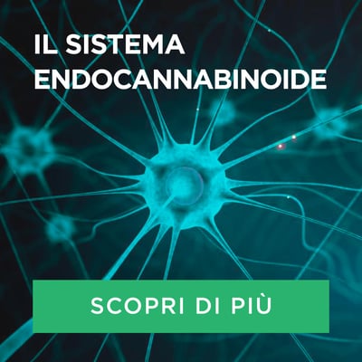 sistema_endocannabinoide_pulsante